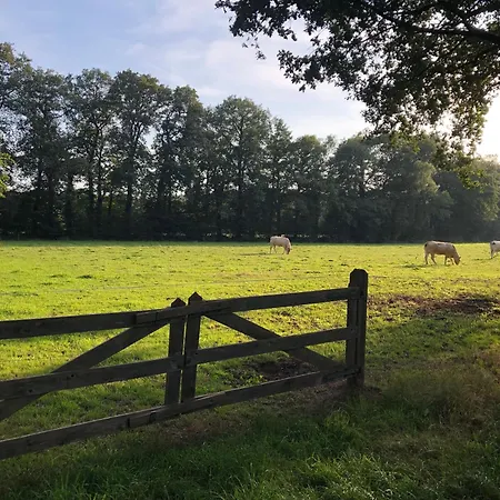 Ferienhaus Geraeumiges Mitten Im Wald Winterswijk