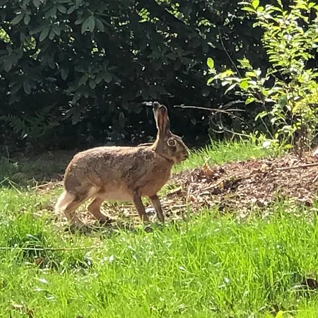 Geraeumiges Mitten Im Wald Ferienhaus Winterswijk