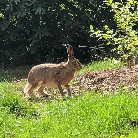 Geraeumiges Mitten Im Wald * Winterswijk